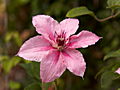 Clematis Pink Fantasy IMG_7226 Powojnik